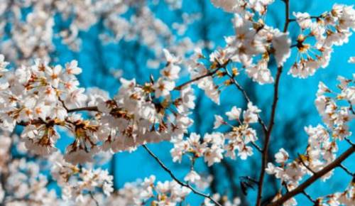 Rüyada Ağaçların Çiçek Açtığını Görmek Ne Demek?