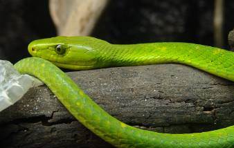 Rüyada Ağaçta Yılan Görmek Ne Anlama Gelir?