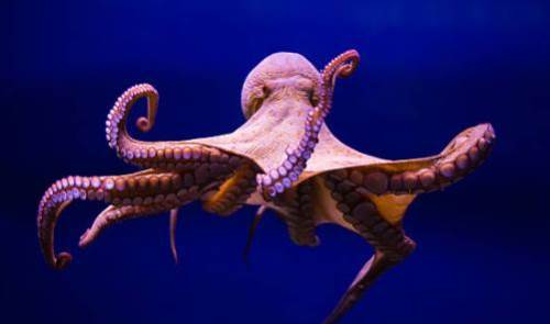 Rüyada Ahtapot Görmek Ne Demek?