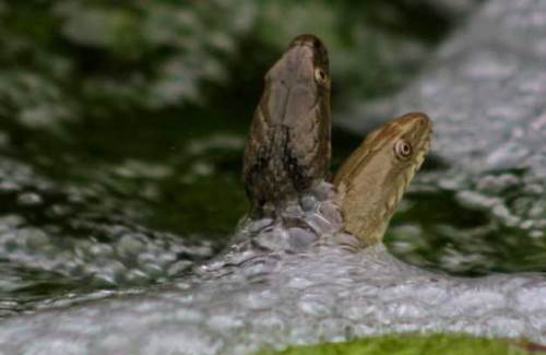 Rüyada Berrak Suyun İçinde Yılan Görmek Ne Demek?