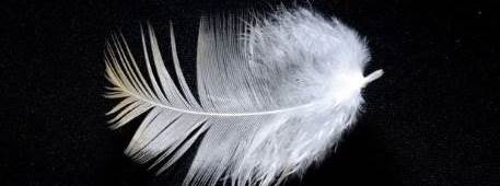 Rüyada Beyaz Tüy Görmek Ne Anlama Gelir?