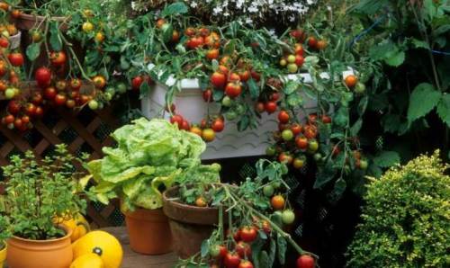 Rüyada Bostan Görmek Ne Anlama Gelir?