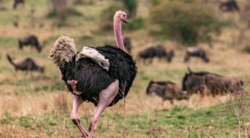 Rüyada Deve Kuşu Yumurtası Görmenin Anlamı ve Rüya Tabiri Nedir?