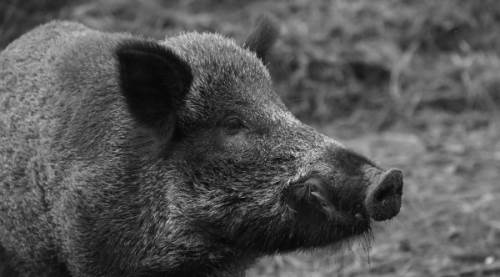 Rüyada Domuz Görmek: Detaylı Psikolojik Yorum ve Anlamları