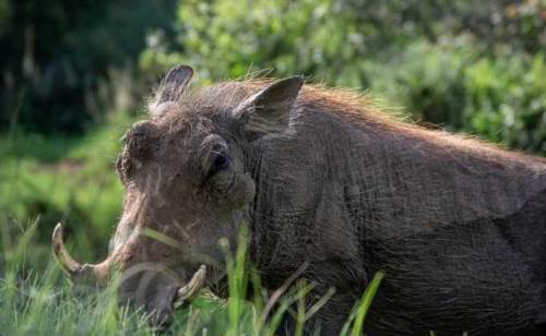 Rüyada Domuzdan Kaçmak Ne Anlama Gelir?