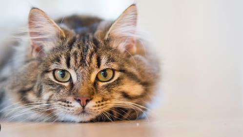 Rüyada Evden Kedi Çıkarmak Ne Anlama Gelir? (Diyanet)