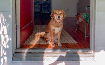 Rüyada Eve Köpek Girmesi ve Çıkması Ne Anlama Gelir?