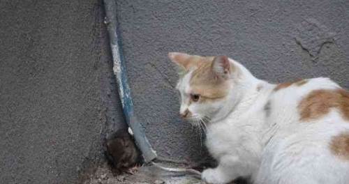 Rüyada Fare ve Kedi Görmek
