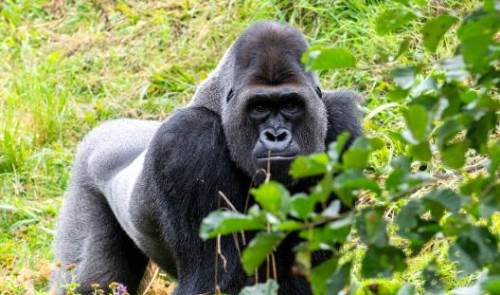 Rüyada Gorilden Kaçmak Ne Anlama Gelir?