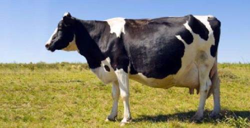 Rüyada Hamile İnek Görmek Ne Demek?