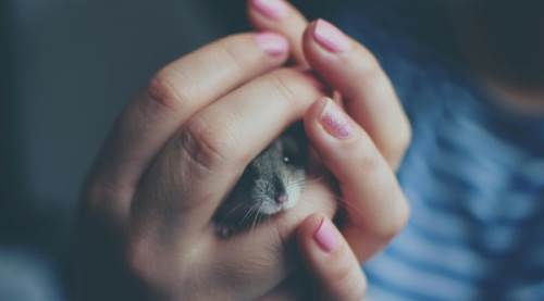 Rüyada Hamster Görmek Ne Anlama Gelir? Rüya Tabiri Nedir?