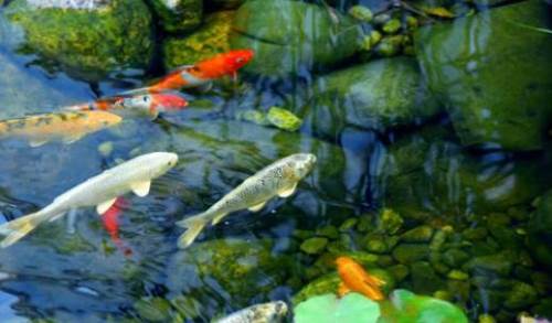 Rüyada Havuzda Balık Görmek Ne Anlama Gelir?