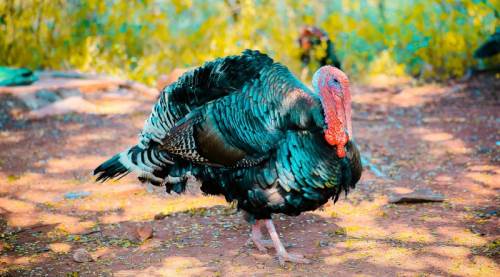 Rüyada Hindi Görmek Ne Demek, Rüyada Hindi Kesmek ve Yemek Tabiri