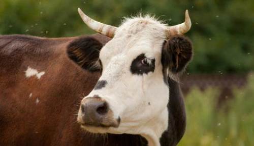 Rüyada İnek Görmek (Rüya Tabiri)