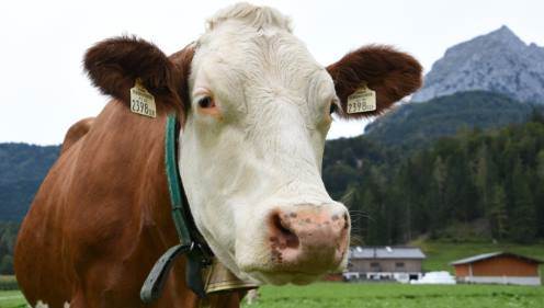Rüyada İnek Kafası Görmek Ne Demek? (Rüya Tabiri)