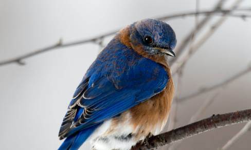 Rüyada Kafaya Kuş Pislemesi Ne Anlama Gelir? Rüya Tabiri Nedir?