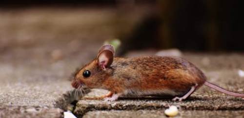 Rüyada Kahverengi Fare Görmek Ne Demek?