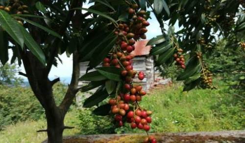 Rüyada Karayemiş Ağacı Görmek Ne Demek?