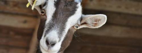 Rüyada Keçi Eti Görmek Ne Anlama Gelir?