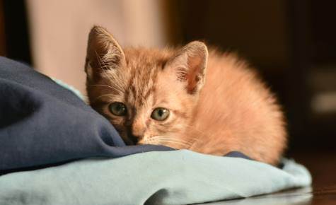 Rüyada Kedi Dövmek Ne Demek?