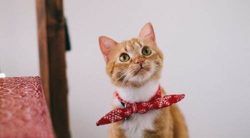 Rüyada Kedi Kesmenin Anlamı ve Rüya Tabiri Nedir?