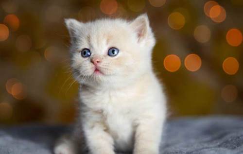 Rüyada Kedi Öldürmeye Çalışmak Ne Demek? (Rüya Tabiri)