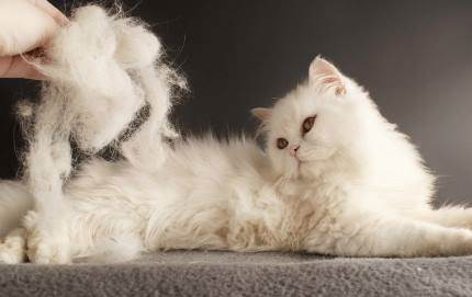 Rüyada Kedi Tüyü Görmek Ne Demek?