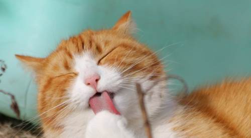 Rüyada Kedi ve Fare Görmek Ne Anlama Gelir, Rüya Tabiri Nedir?