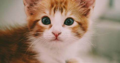 Rüyada Kedi Yavrusu Görmek Ne Anlama Gelir? (Rüya Tabiri)