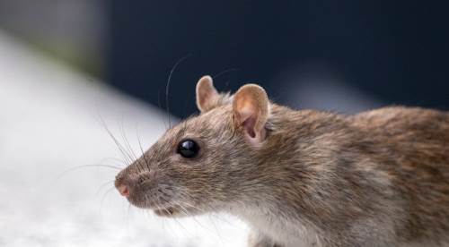 Rüyada Kedinin Fare Yakalaması Ne Anlama Gelir, Rüya Tabiri Nedir?