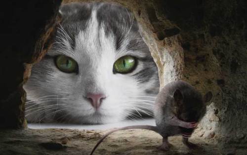 Rüyada kedinin fare yakalaması ne anlama gelir? Rüyada fare yakalamak neye işarettir?