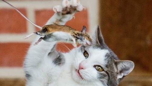 Rüyada Kedinin Fare Yemesi Ne Anlama Gelir?