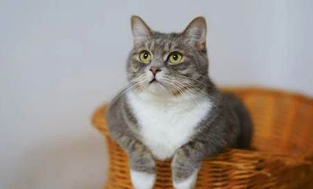 Rüyada Kedinin Üstüne Atladığını Görmek (Diyanet Yorumu)