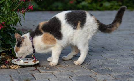 Rüyada Kediye Ekmek Vermek Ne Anlama Gelir?