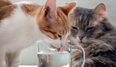 Rüyada Kediye Su Vermek Ne Anlama Gelir? (Rüya Tabiri)