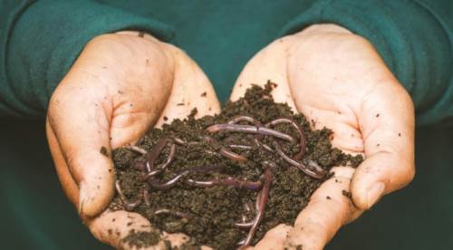 Rüyada Kıl Kurdu Görmek Ne  Anlama Gelir, Rüya Tabiri Nedir? 