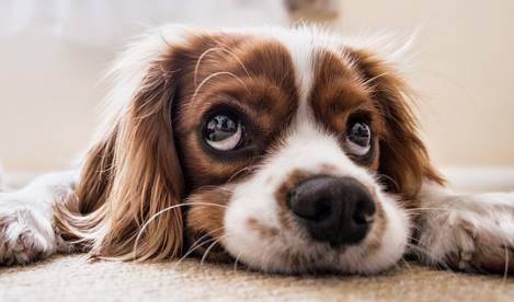 Rüyada Köpeğin İnsana Dönüştüğünü Görmek Ne Demek?