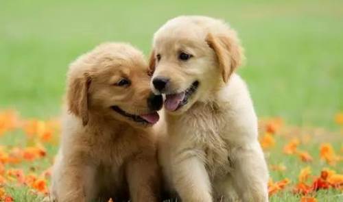 Rüyada Köpeğin Konuşması (Diyanet Yorumu)