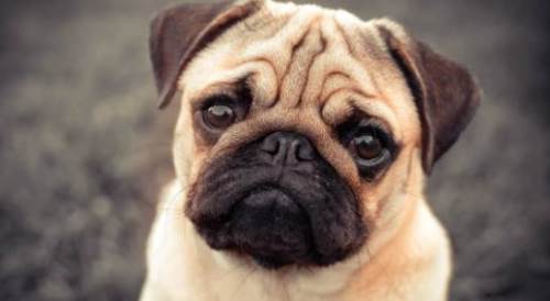 Rüyada Köpek Eti Görmek Ne Anlama Gelir?