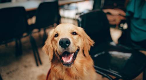 Rüyada Köpek Eti Yemek Ne Anlama Gelir, Rüya Tabiri Nedir?