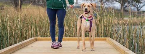 Rüyada Köpek Gezdirmek Ne Anlama Gelir?