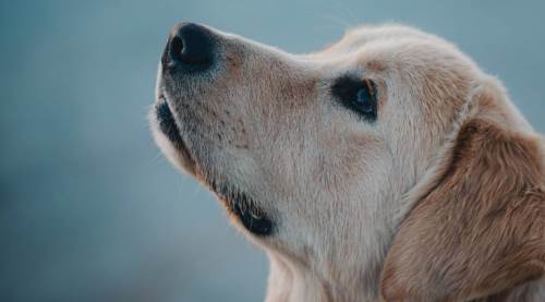 Rüyada Köpek İşemesi Görmek Ne Demek?