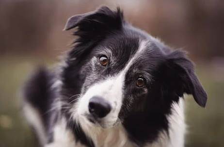 Rüyada Köpek Kavgası Görmek Ne Anlama Gelir?