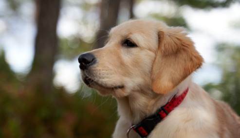 Rüyada Köpek Kesmek Ne Demek? Rüya Tabiri Nedir?
