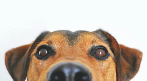 Rüyada Köpek Kovalaması Ne Anlama Gelir? Rüya Tabirleri