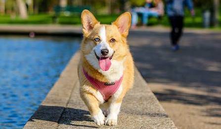 Rüyada Köpek Taşlamak Ne Anlama Gelir?