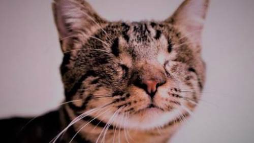 Rüyada Kör Kedi Görmek Ne Anlama Gelir?