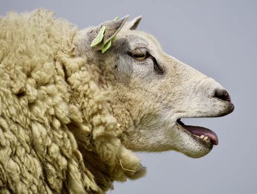 Rüyada Koyun Kellesi Görmek Diyadinnet