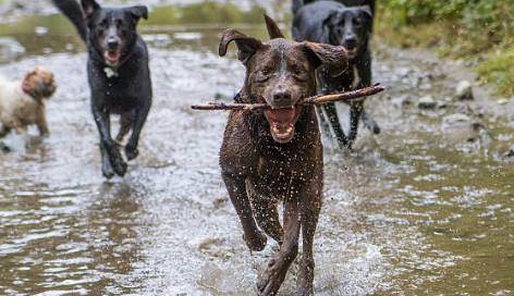 Rüyada Kuduz Köpek Görmek Ne Demek?