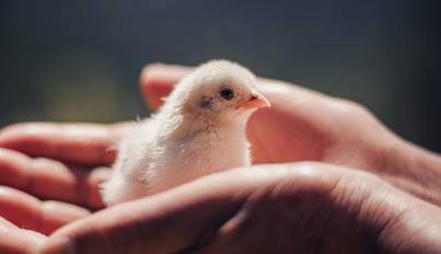Rüyada kuş beslemek neye işarettir? Kuş beslemenin rüya tabiri nedir?